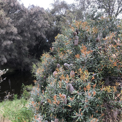 Banksia baueri