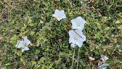 Calystegia tuguriorum