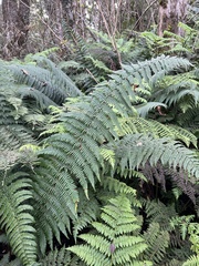 Dryopteris subbipinnata