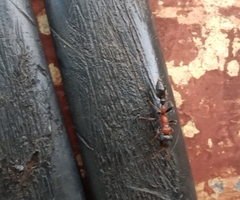 Tetraponera rufonigra