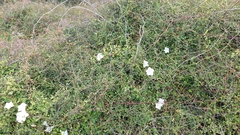 Calystegia tuguriorum