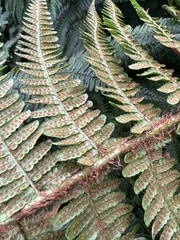 Dryopteris subbipinnata