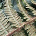 Ainahou Valley Wood Fern - Photo (c) Susan Fawcett, some rights reserved (CC BY-NC), uploaded by Susan Fawcett