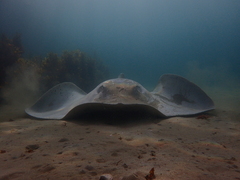 Bathytoshia brevicaudata