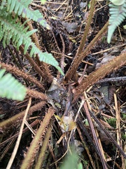 Dryopteris subbipinnata