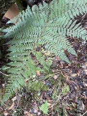 Dryopteris rubiginosa