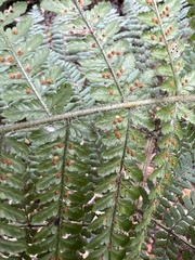 Dryopteris rubiginosa