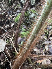 Dryopteris rubiginosa