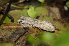 Lithophane leautieri