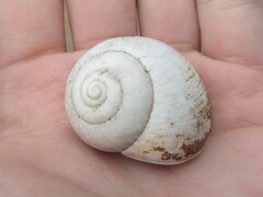 Xanthomelon saginatum