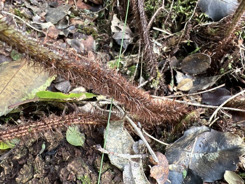 Dryopteris rubiginosa observed 2022-11-05