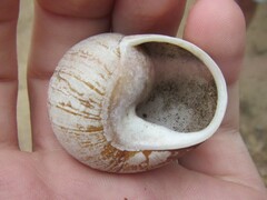 Xanthomelon saginatum