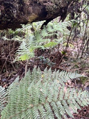 Dryopteris rubiginosa