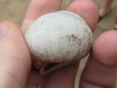 Xanthomelon saginatum