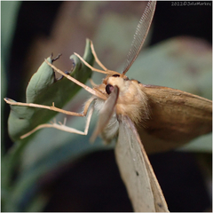 Neoterpes edwardsata