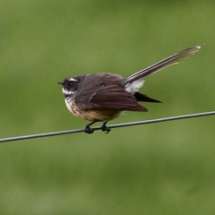 Rhipidura fuliginosa placabilis