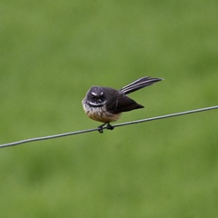 Rhipidura fuliginosa placabilis