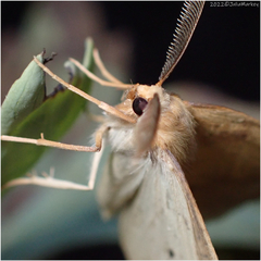 Neoterpes edwardsata