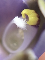 Thelymitra pallidifructus