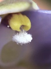 Thelymitra pallidifructus