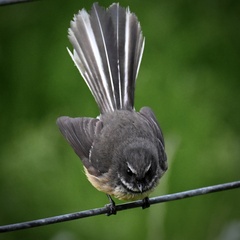 Rhipidura fuliginosa placabilis