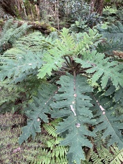 Cyanea horrida