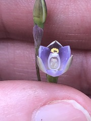 Thelymitra pallidifructus