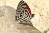 Diaethria clymena