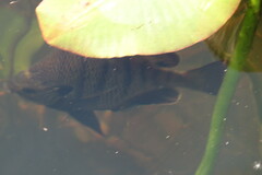 Lepomis macrochirus purpurascens