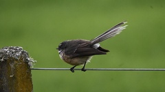 Rhipidura fuliginosa placabilis