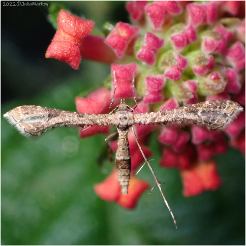 Lantana Plume Moth