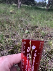 Thelymitra pallidifructus