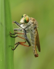 Cophinopoda
