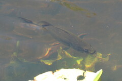 Micropterus floridanus
