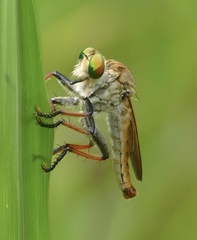 Cophinopoda