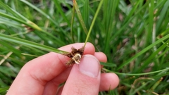 Bolboschoenus caldwellii