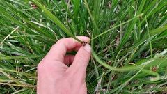 Bolboschoenus caldwellii