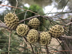 Allocasuarina fraseriana