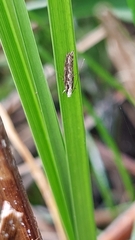 Erechthias fulguritella