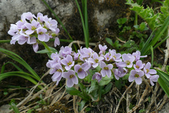 Noccaea rotundifolia