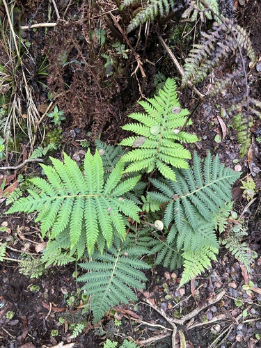 Sadleria souleyetiana observed 2022-11-05