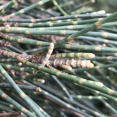 Allocasuarina fraseriana