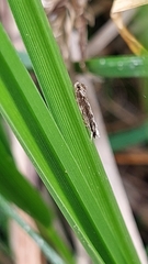 Erechthias fulguritella