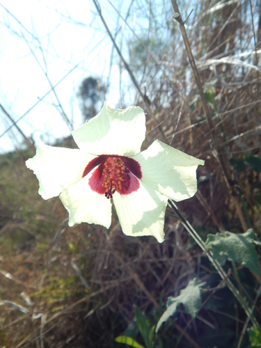 Hibiscus vitifolius subsp. vitifolius image