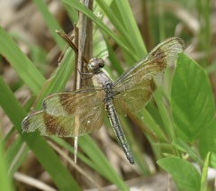Neurothemis manadensis
