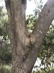 Allocasuarina fraseriana