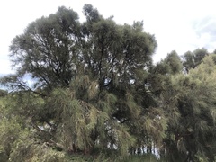Allocasuarina fraseriana
