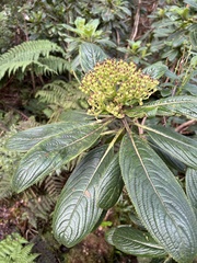 Hydrangea arguta