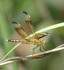 Neurothemis manadensis