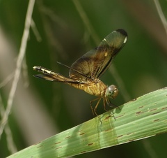 Neurothemis manadensis
